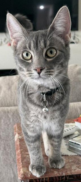 Enlarge Jack, a Adoptable mixed breed in Orlando, FL image 2/3