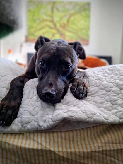 89428a Branch - Adoption Ambassador, Adoptable, Adult Male American Staffordshire Terrier & Mixed Breed.