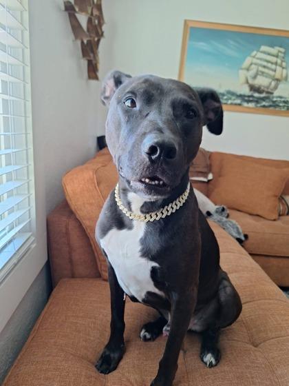 89428a Branch - Adoption Ambassador, a Adoptable mixed breed in North Charleston, SC image 2/3