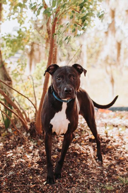 89428a Branch - Adoption Ambassador, Adoptable, Puppy Male American Staffordshire Terrier & Mixed Breed.