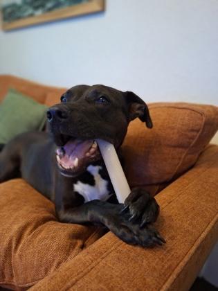 89428a Branch - Adoption Ambassador, a Adoptable mixed breed in North Charleston, SC image 3/3