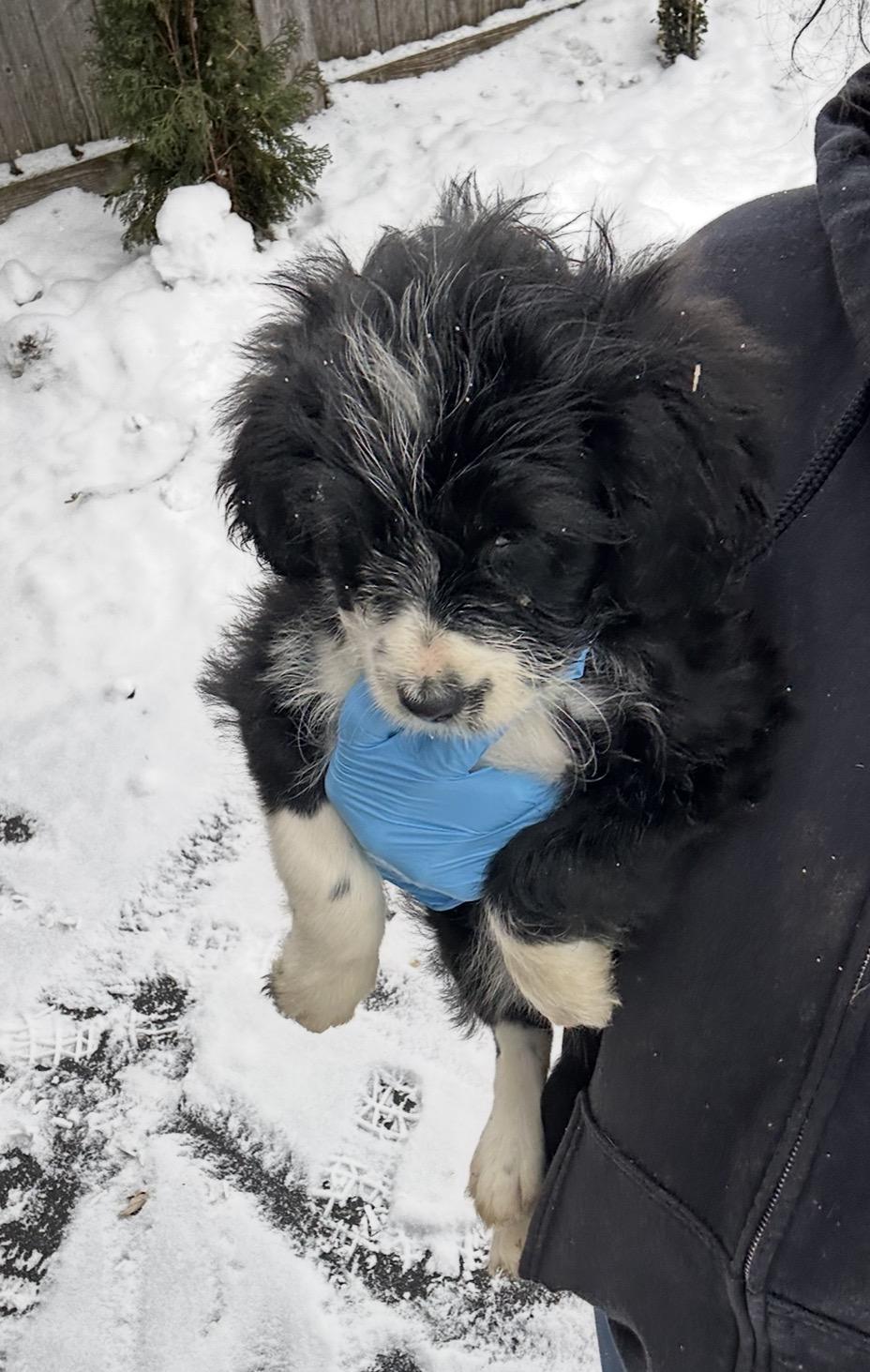 Snow Goose, a ADOPTABLE mixed breed in Arlington Heights, IL image 4/5