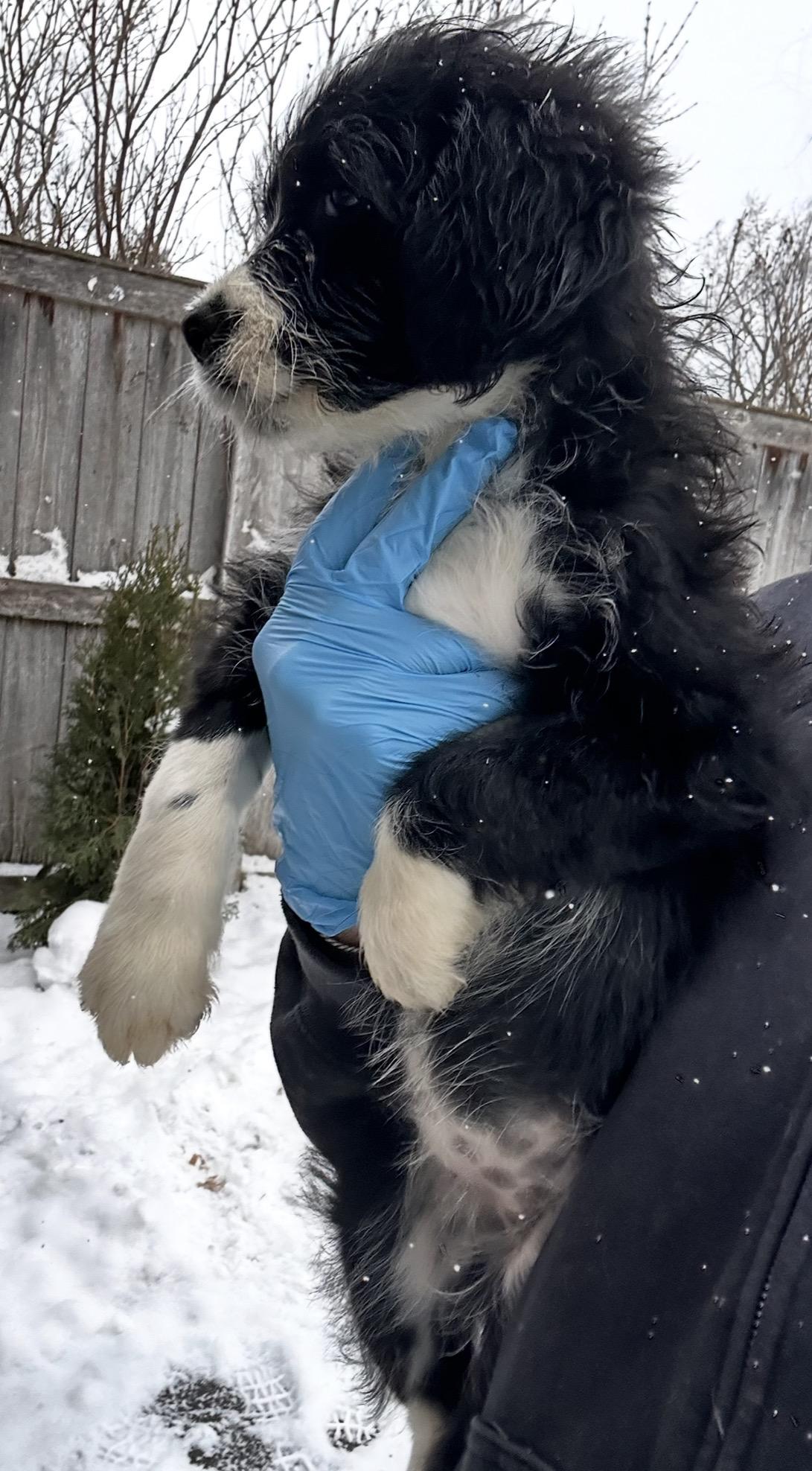 Snow Goose, a ADOPTABLE mixed breed in Arlington Heights, IL image 5/5
