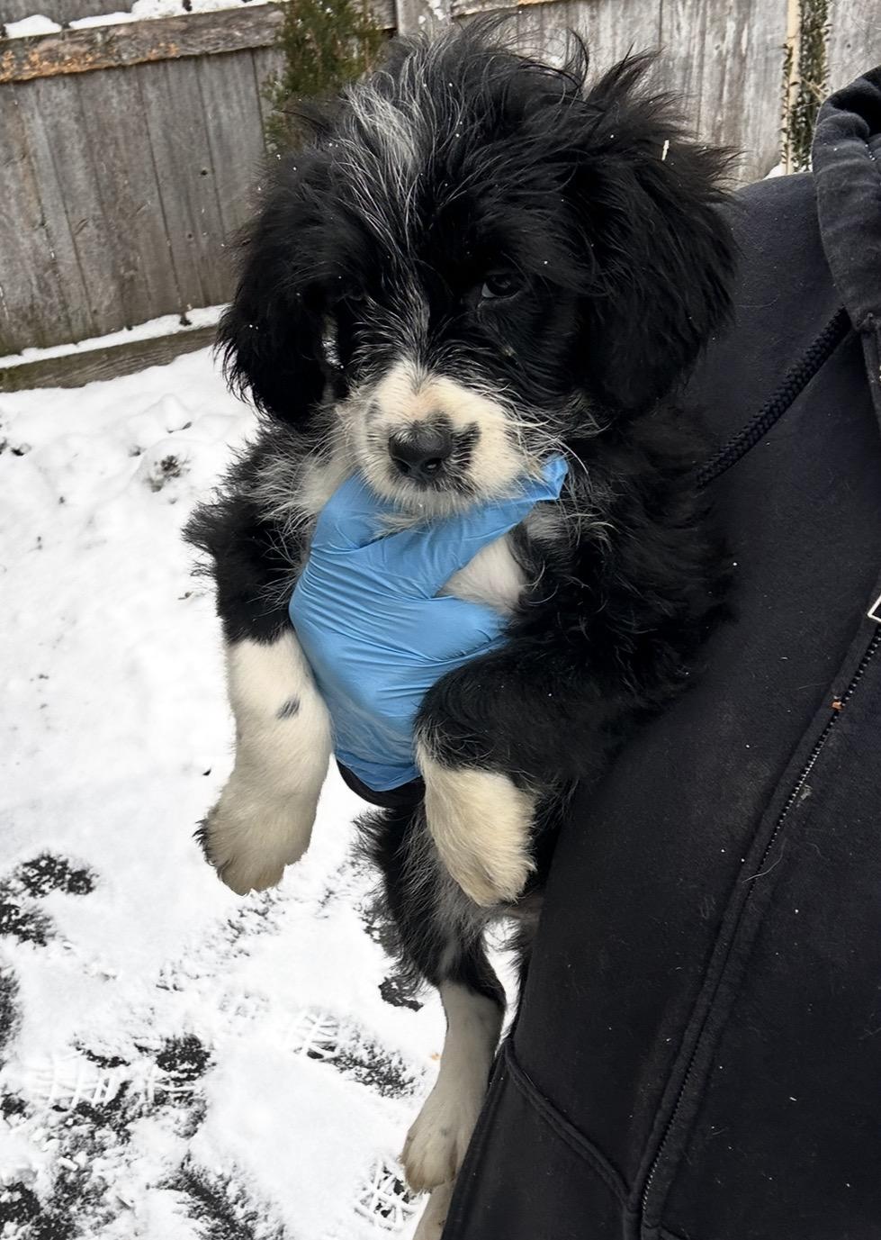 Snow Goose, a ADOPTABLE mixed breed in Arlington Heights, IL image 2/5