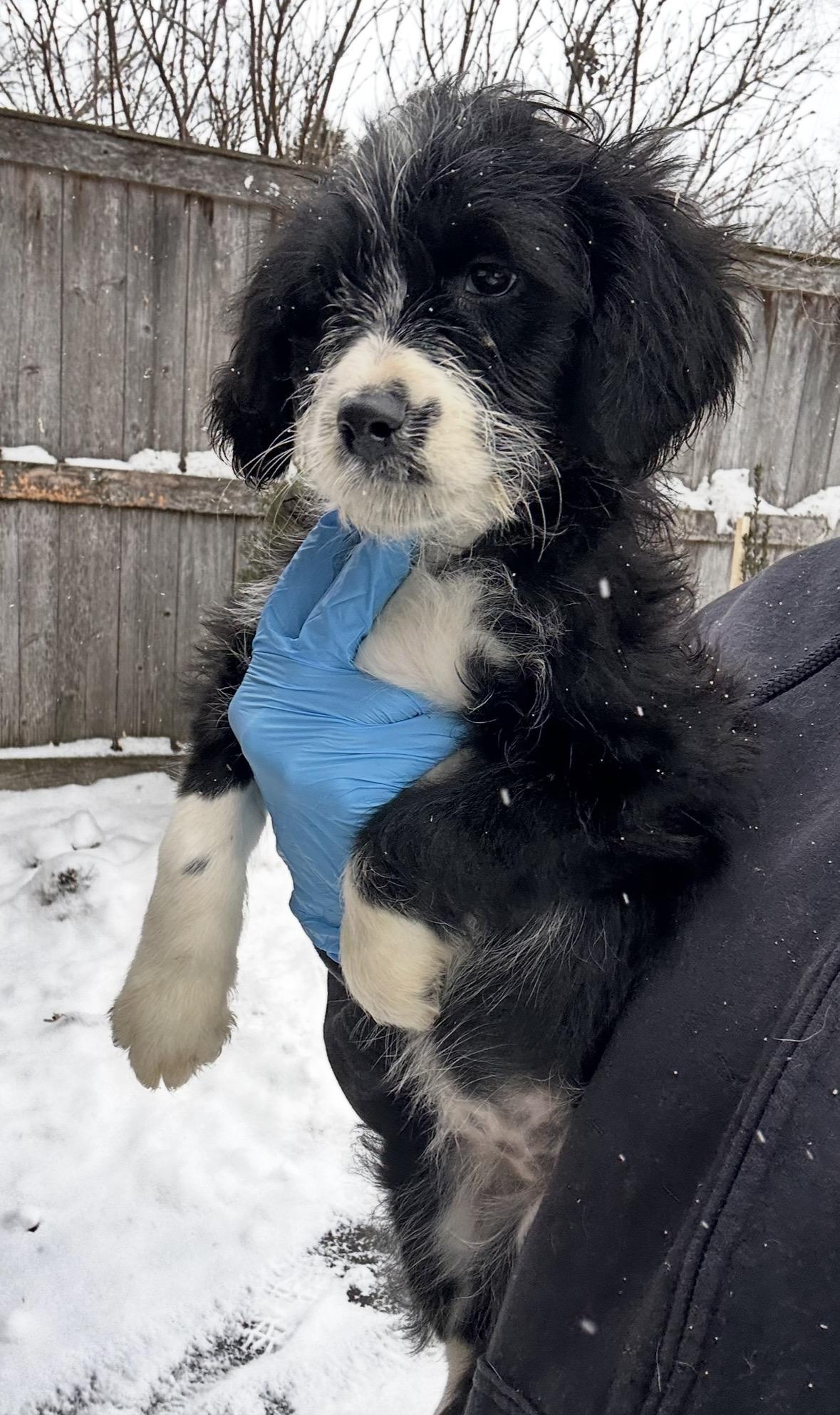 Snow Goose, a ADOPTABLE mixed breed in Arlington Heights, IL image 3/5