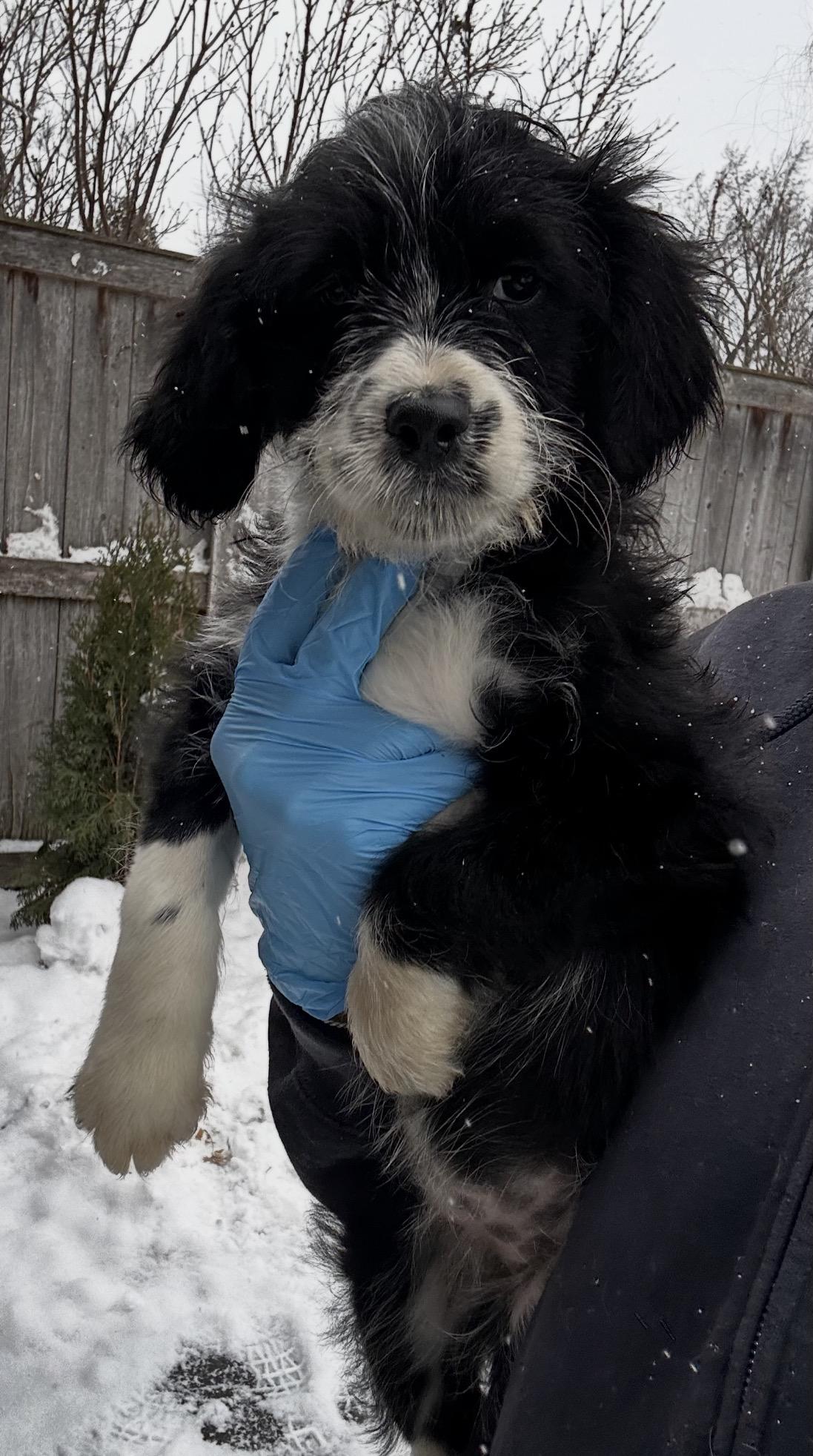 Snow Goose, a ADOPTABLE mixed breed in Arlington Heights, IL image 1/5