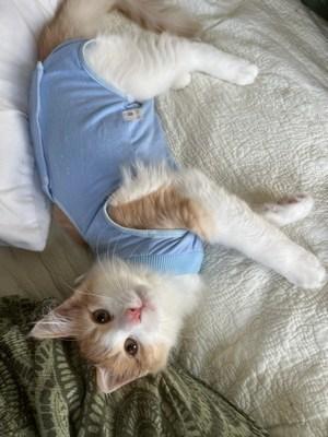 Aslan, a Adoptable Domestic Long Hair in Portland, OR image 2/4