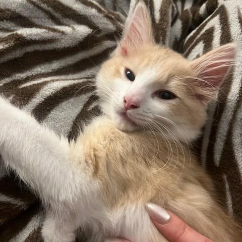 Aslan, a Adoptable Domestic Long Hair in Portland, OR image 3/4