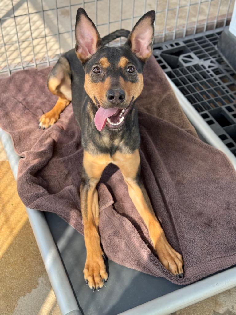 Chanel, Adoptable, Young Female Shepherd.