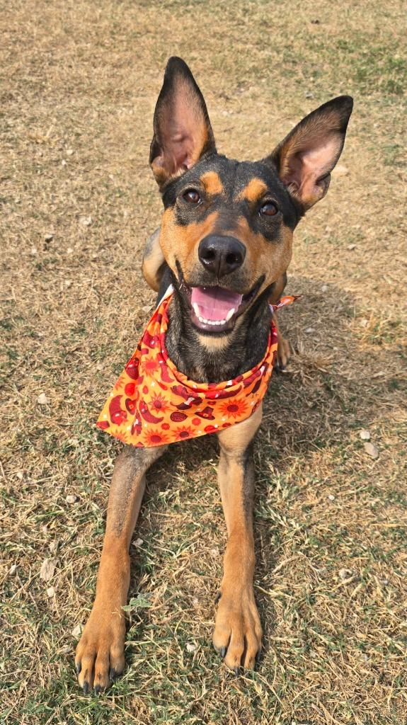 Chanel, Adoptable, Young Female Shepherd.