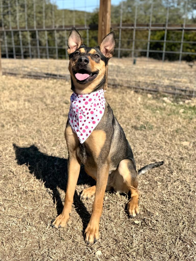 Chanel, a Adoptable Shepherd in Canyon Lake, TX image 2/6