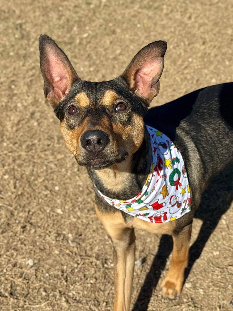 Chanel, a Adoptable Shepherd in Canyon Lake, TX image 4/6