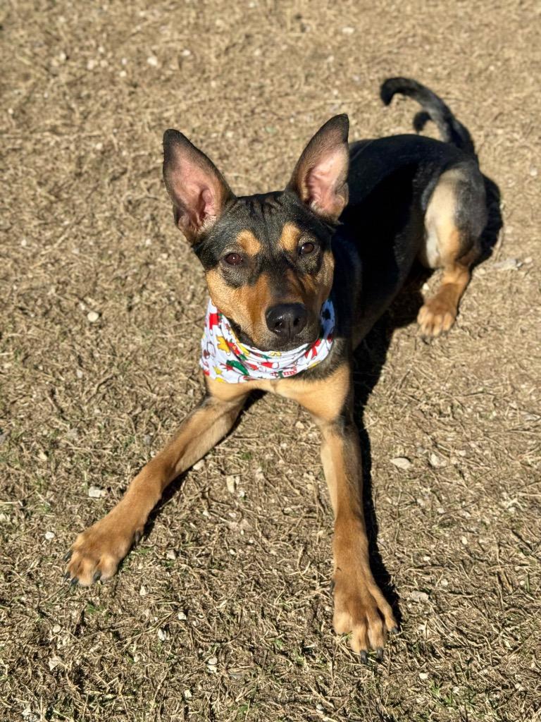 Chanel, a Adoptable Shepherd in Canyon Lake, TX image 5/6