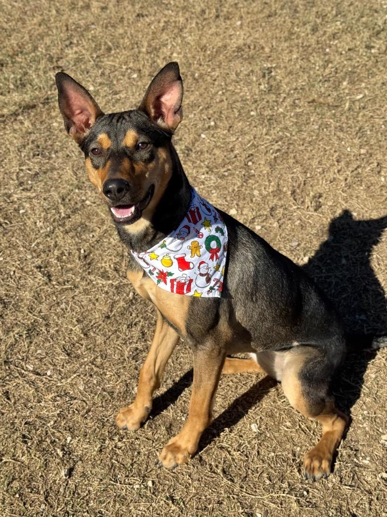 Chanel, a Adoptable Shepherd in Canyon Lake, TX image 6/6