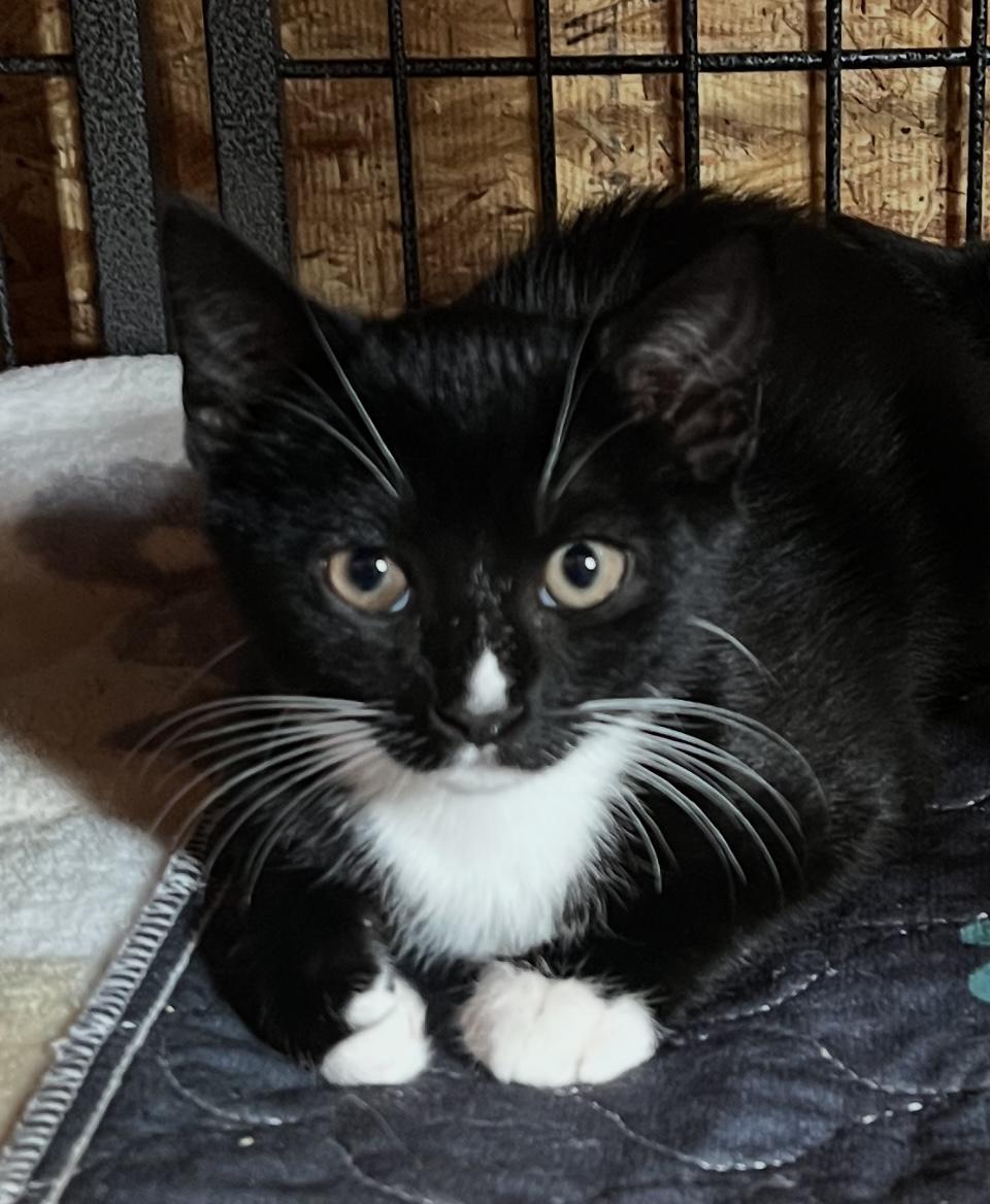 Enlarge Daffodil, a Adopted Domestic Short Hair in Sneads Ferry, NC image 1/1