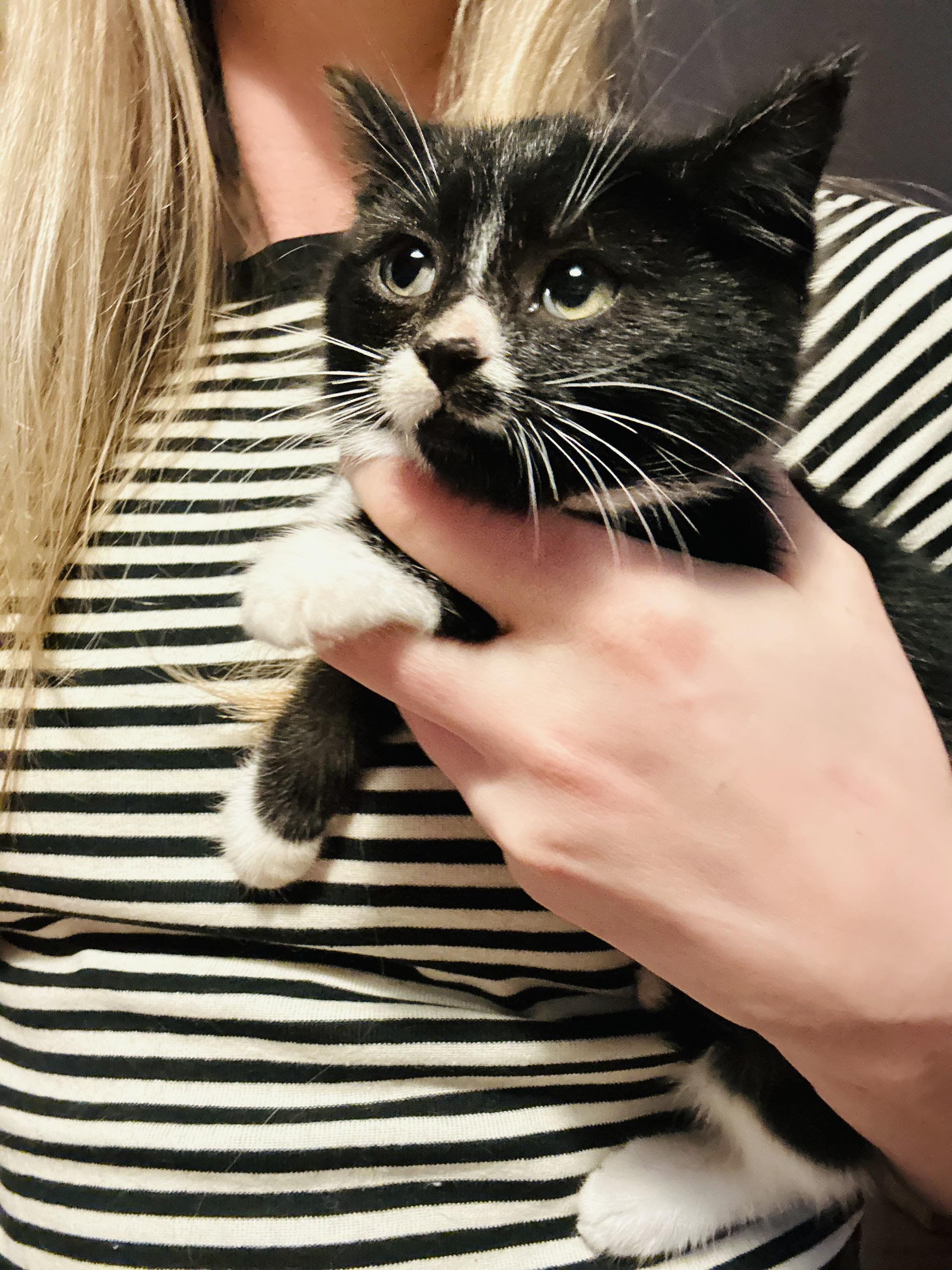 Bella-ab, a Adoptable Domestic Short Hair in Burlington, WA image 1/2