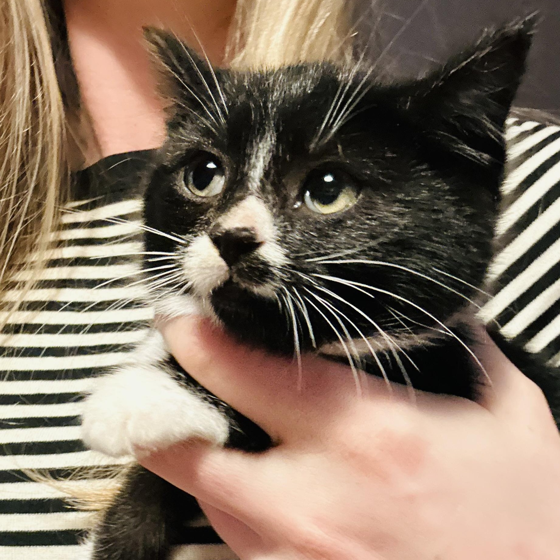 Bella-ab, an adopted Domestic Short Hair in Burlington, WA image 1/4