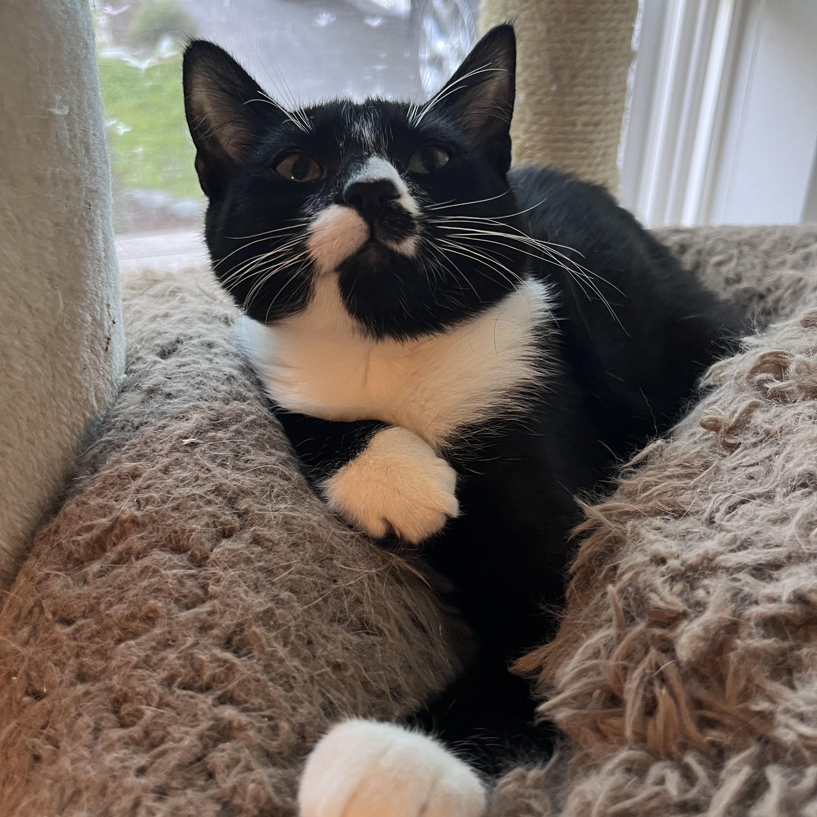 Bella-ab, an adopted Domestic Short Hair in Burlington, WA image 4/4
