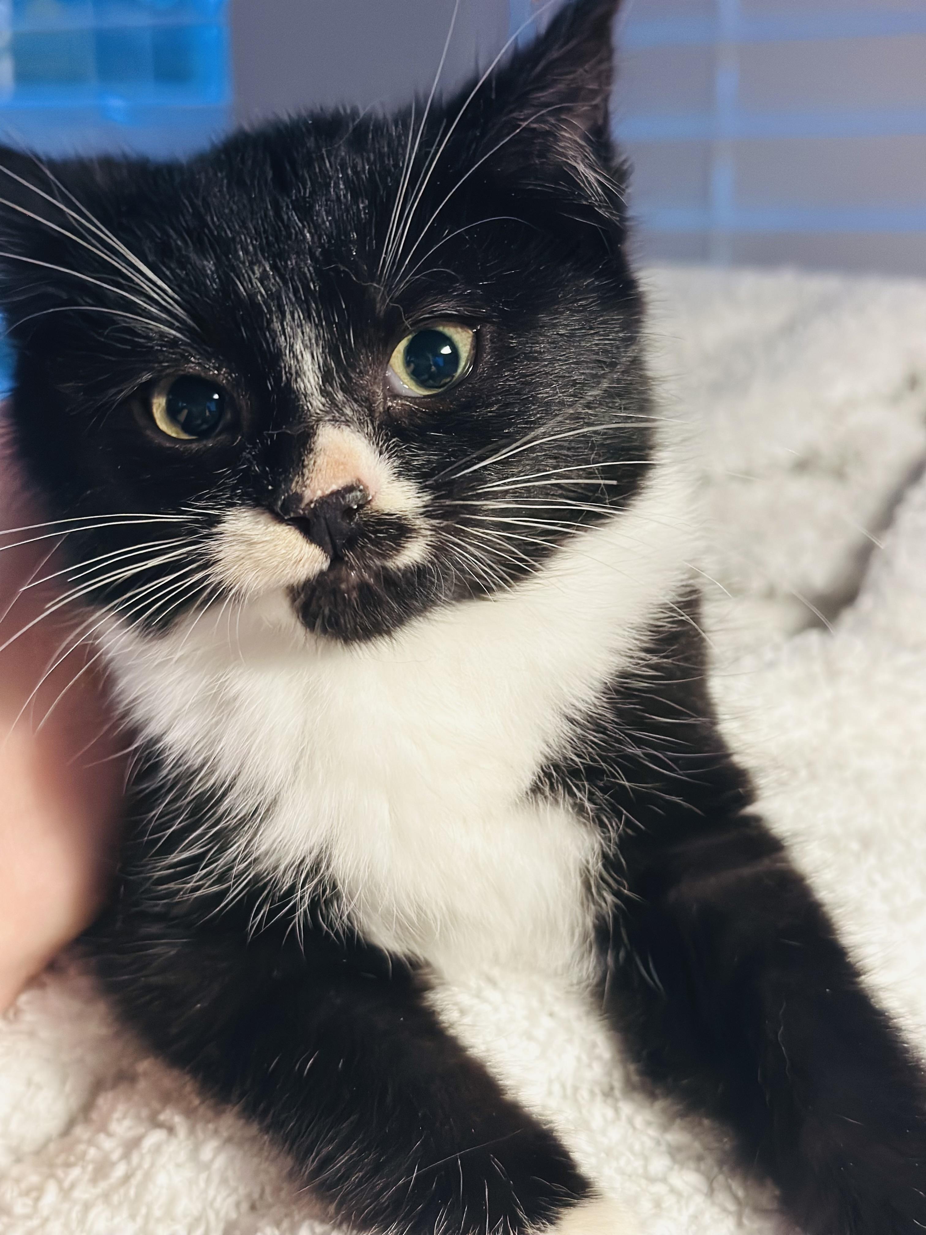 Bella-ab, a Adoptable Domestic Short Hair in Burlington, WA image 2/2