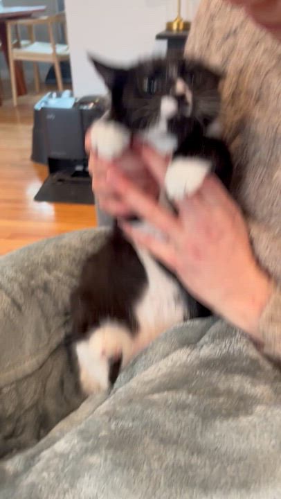 Enlarge Bella-ab, an adopted Domestic Short Hair in Burlington, WA video 2/4