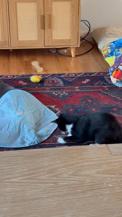 Enlarge Bella-ab, an adopted Domestic Short Hair in Burlington, WA video 3/4