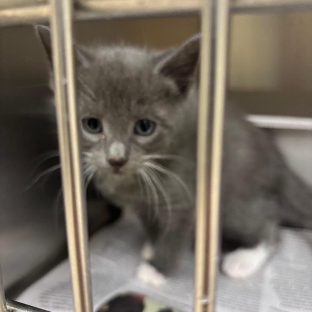 Alex, Adoptable, Kitten Male Domestic Short Hair.