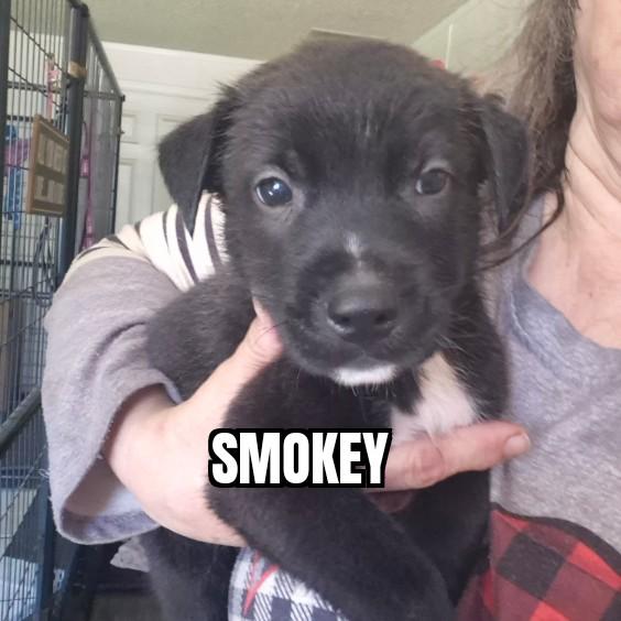 Smokey