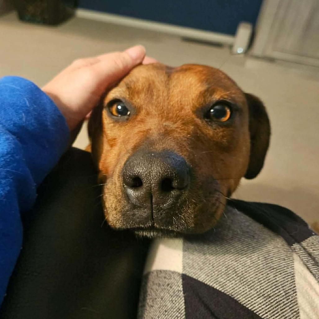 Gertrude — thumbnail 6