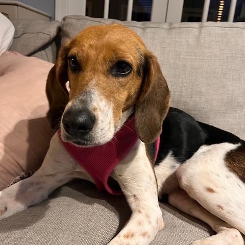 Enlarge Partner, a Adoptable Hound in Wake Forest, NC image 1/6