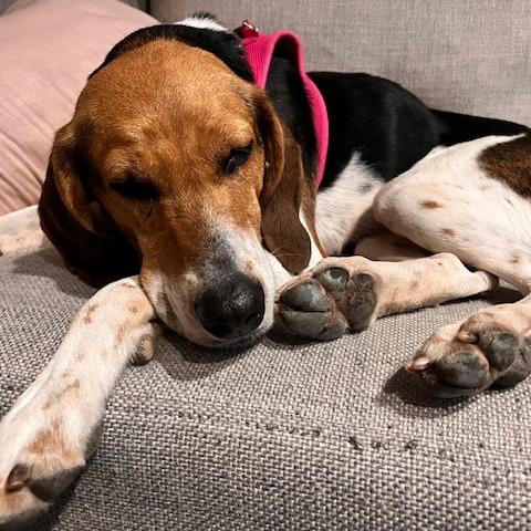 Enlarge Partner, a Adoptable Hound in Wake Forest, NC image 2/6