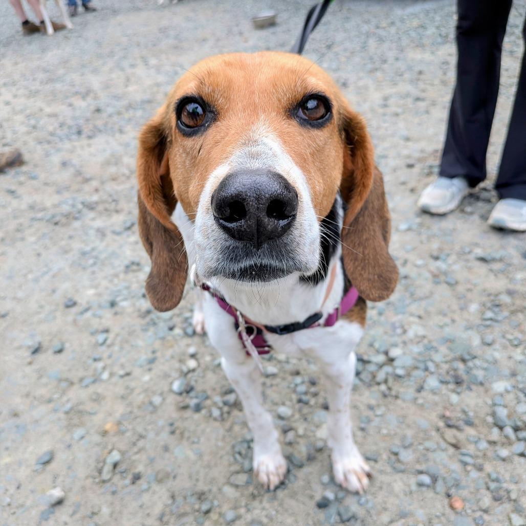 Enlarge Partner, a Adoptable Hound in Wake Forest, NC image 3/6