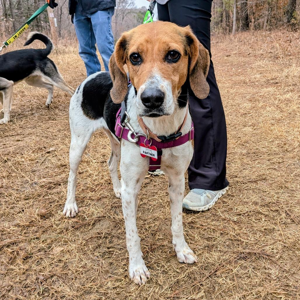 Enlarge Partner, a Adoptable Hound in Wake Forest, NC image 4/6