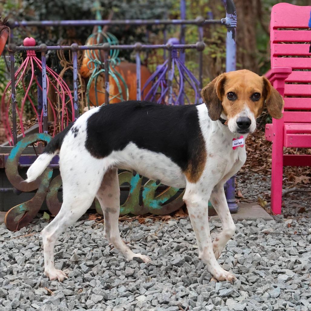 Enlarge Partner, a Adoptable Hound in Wake Forest, NC image 5/6