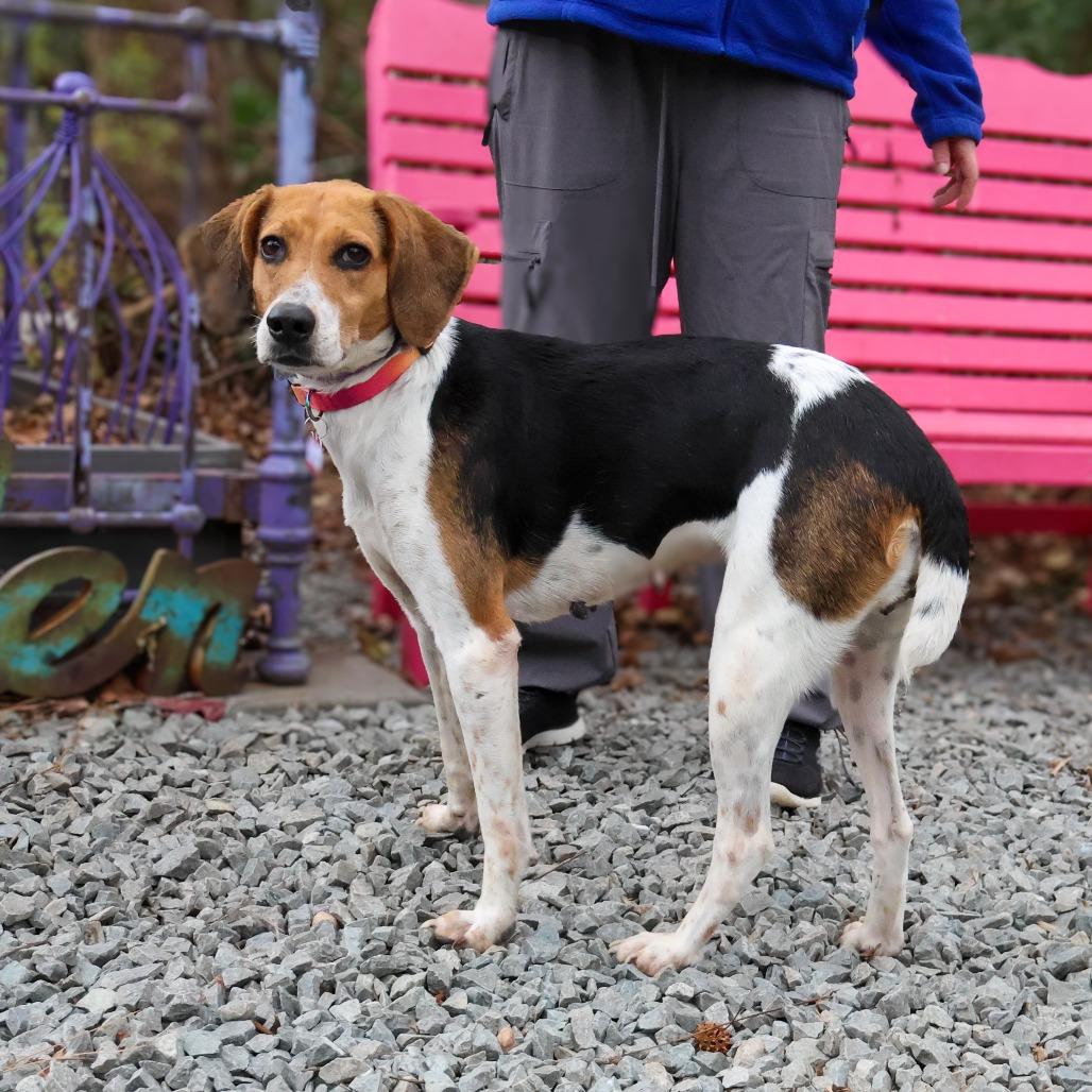 Enlarge Partner, a Adoptable Hound in Wake Forest, NC image 6/6