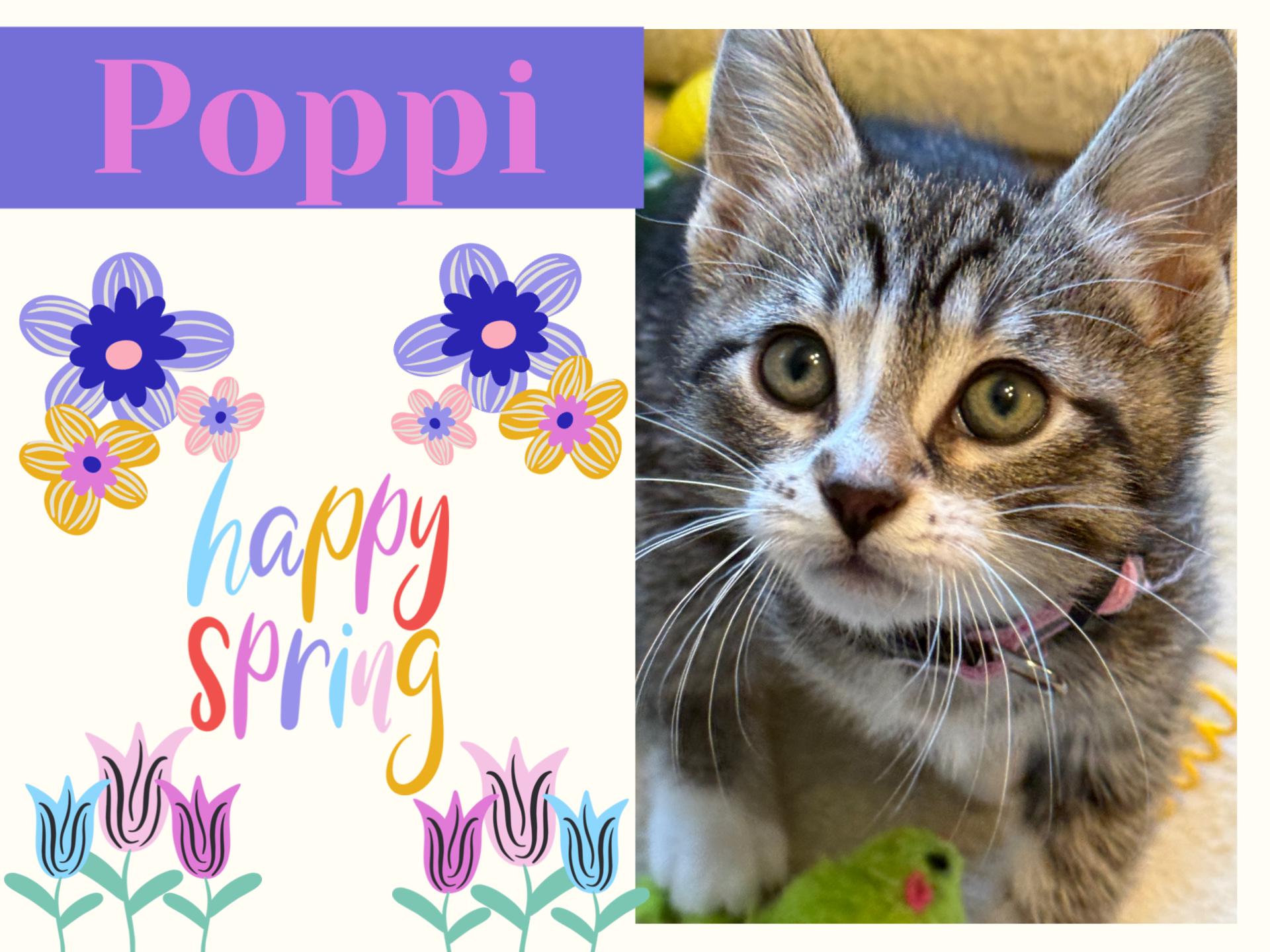 Enlarge Poppi, a ADOPTABLE Tabby in Pasco, WA image 2/2