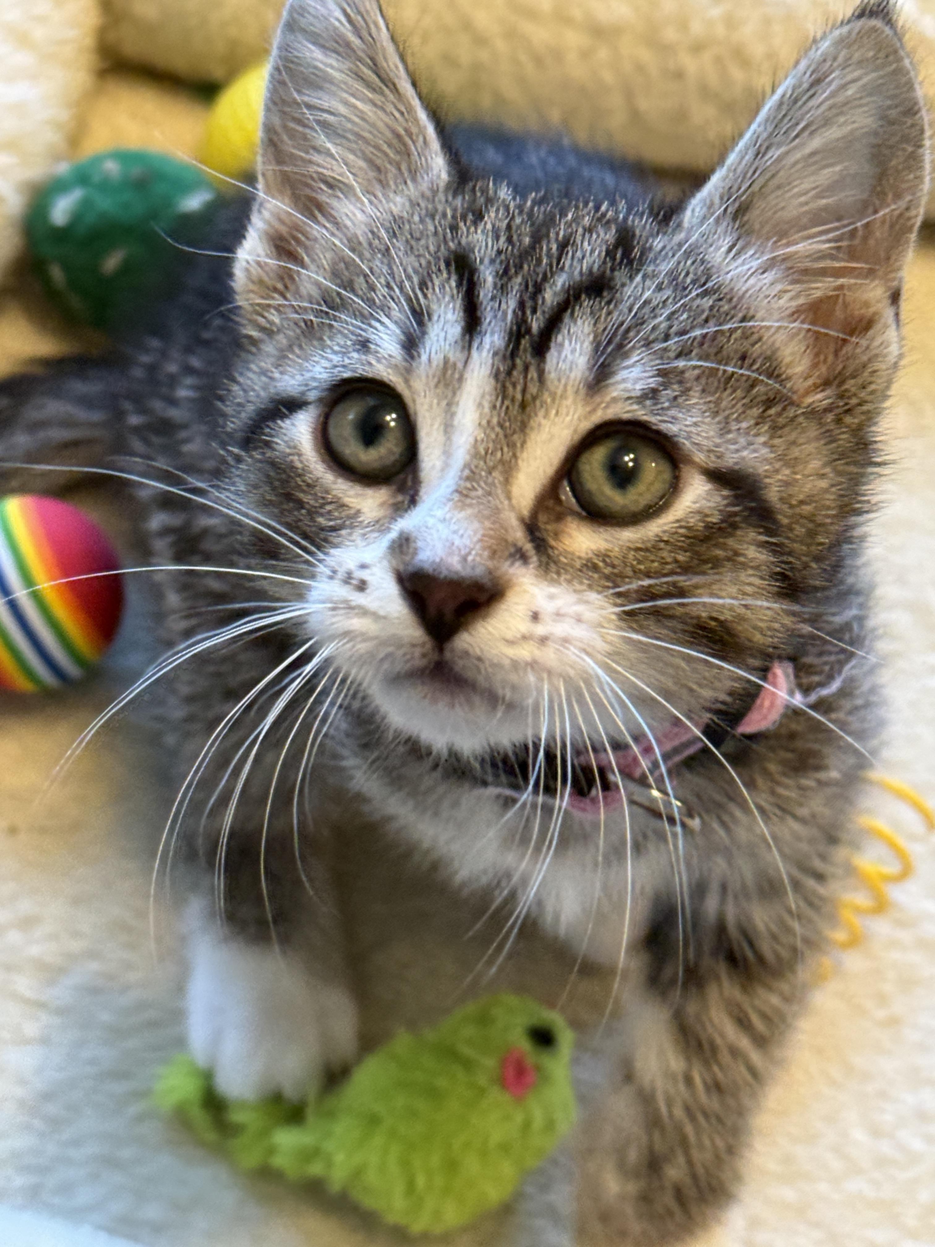 Poppi, ADOPTABLE, Kitten Female Tabby.
