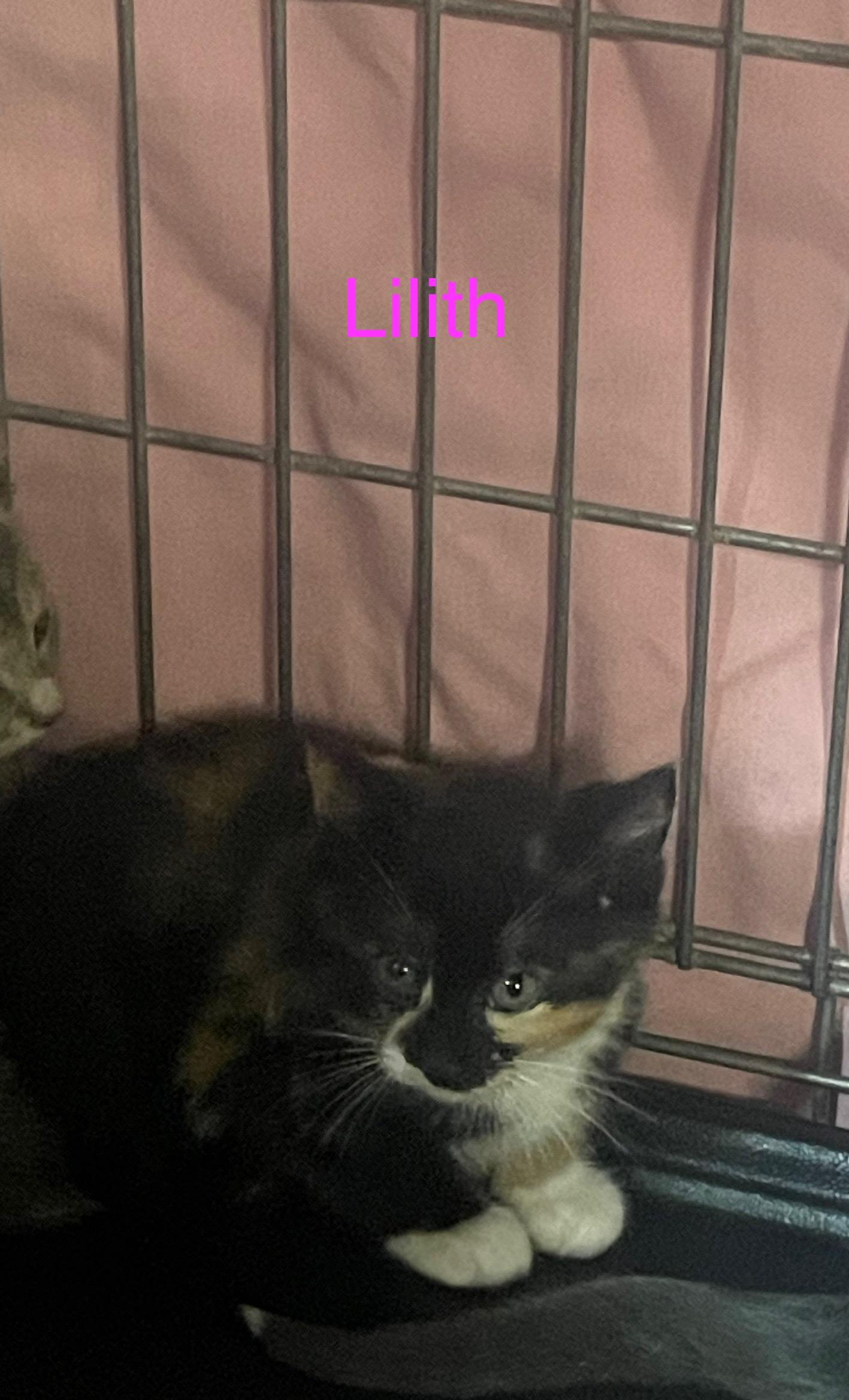 K-10 Lilith, an adoptable Domestic Short Hair in Billings, MT, 59101 | Photo Image 1