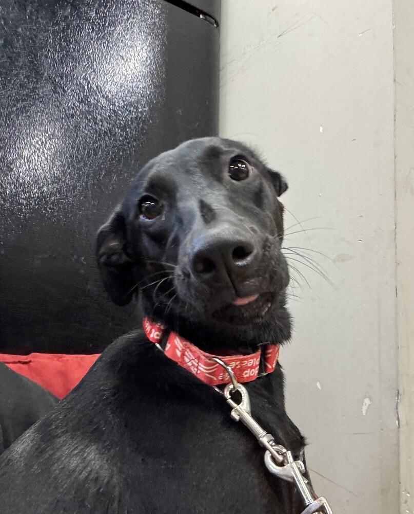 Enlarge Louise, a Adoptable mixed breed in Papillion, NE image 2/5