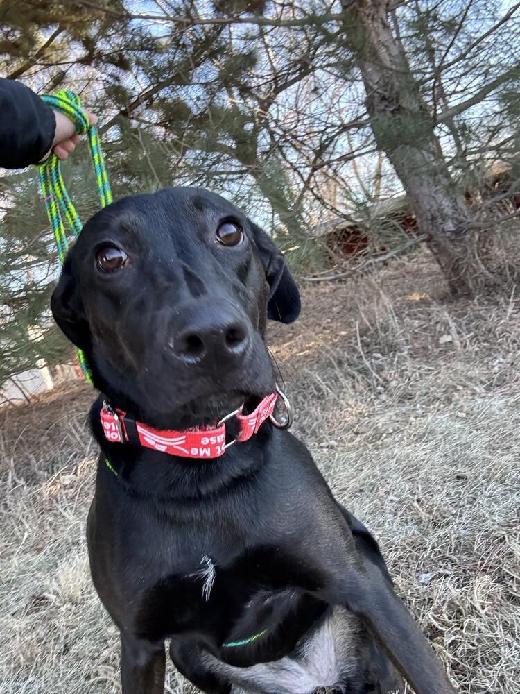 Enlarge Louise, a Adoptable mixed breed in Papillion, NE image 5/5