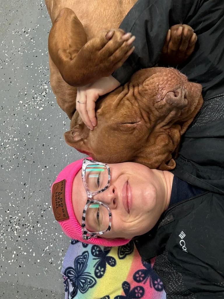 Enlarge Kennedy, a Adoptable American Staffordshire Terrier in Warren, MI image 1/6