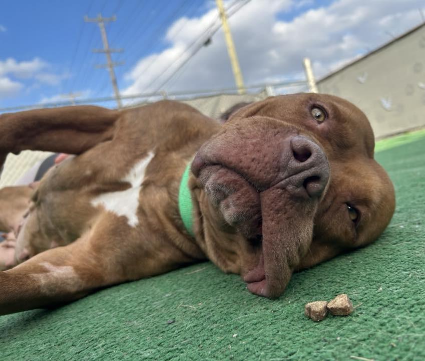 Enlarge Kennedy, a Adoptable American Staffordshire Terrier in Warren, MI image 2/6