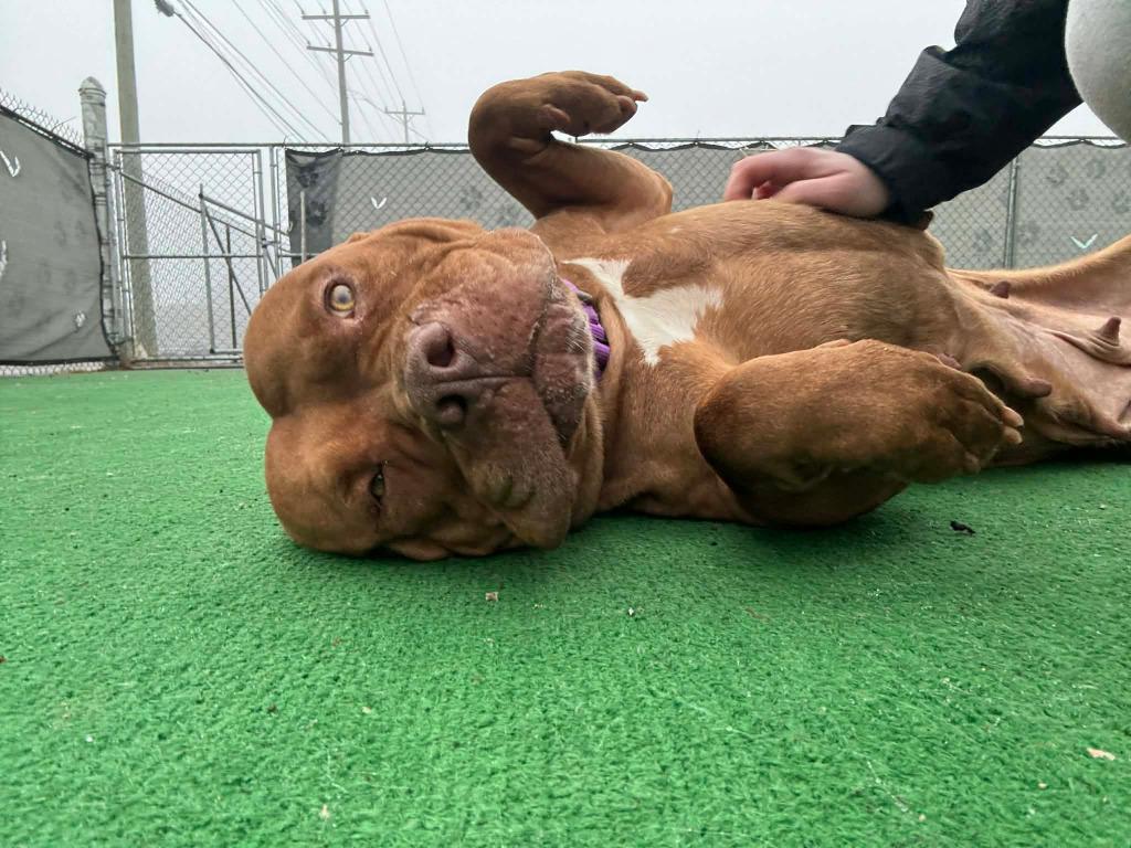 Enlarge Kennedy, a Adoptable American Staffordshire Terrier in Warren, MI image 3/6