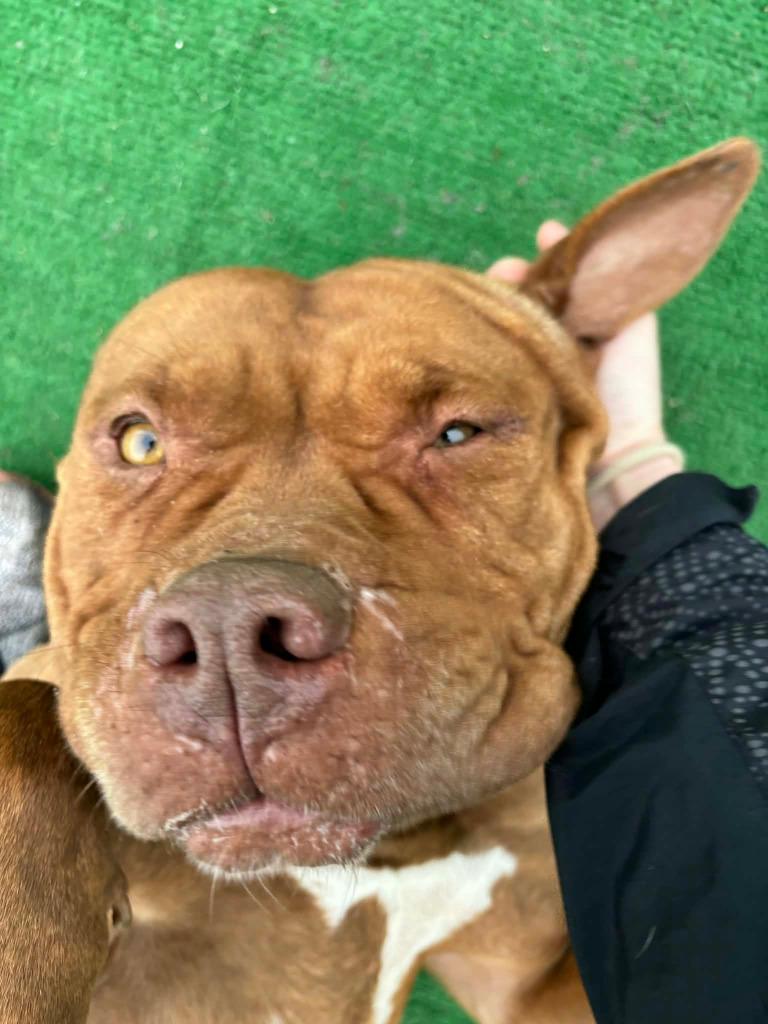 Enlarge Kennedy, a Adoptable American Staffordshire Terrier in Warren, MI image 4/6