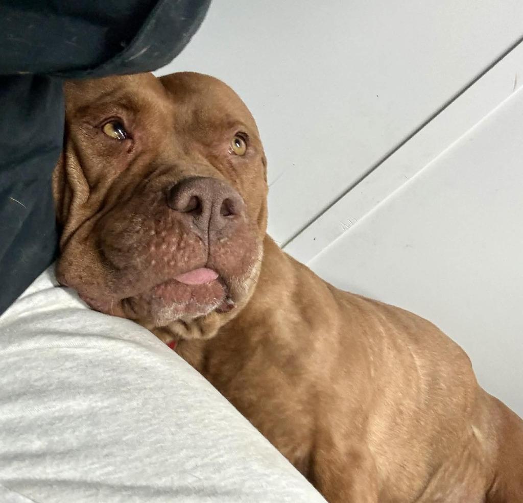 Enlarge Kennedy, a Adoptable American Staffordshire Terrier in Warren, MI image 5/6