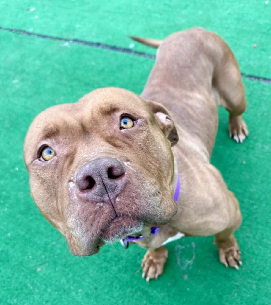 Enlarge Kennedy, a Adoptable American Staffordshire Terrier in Warren, MI image 6/6