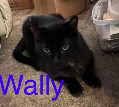 Wally, an adoptable Domestic Short Hair in Fern Park, FL_image-1