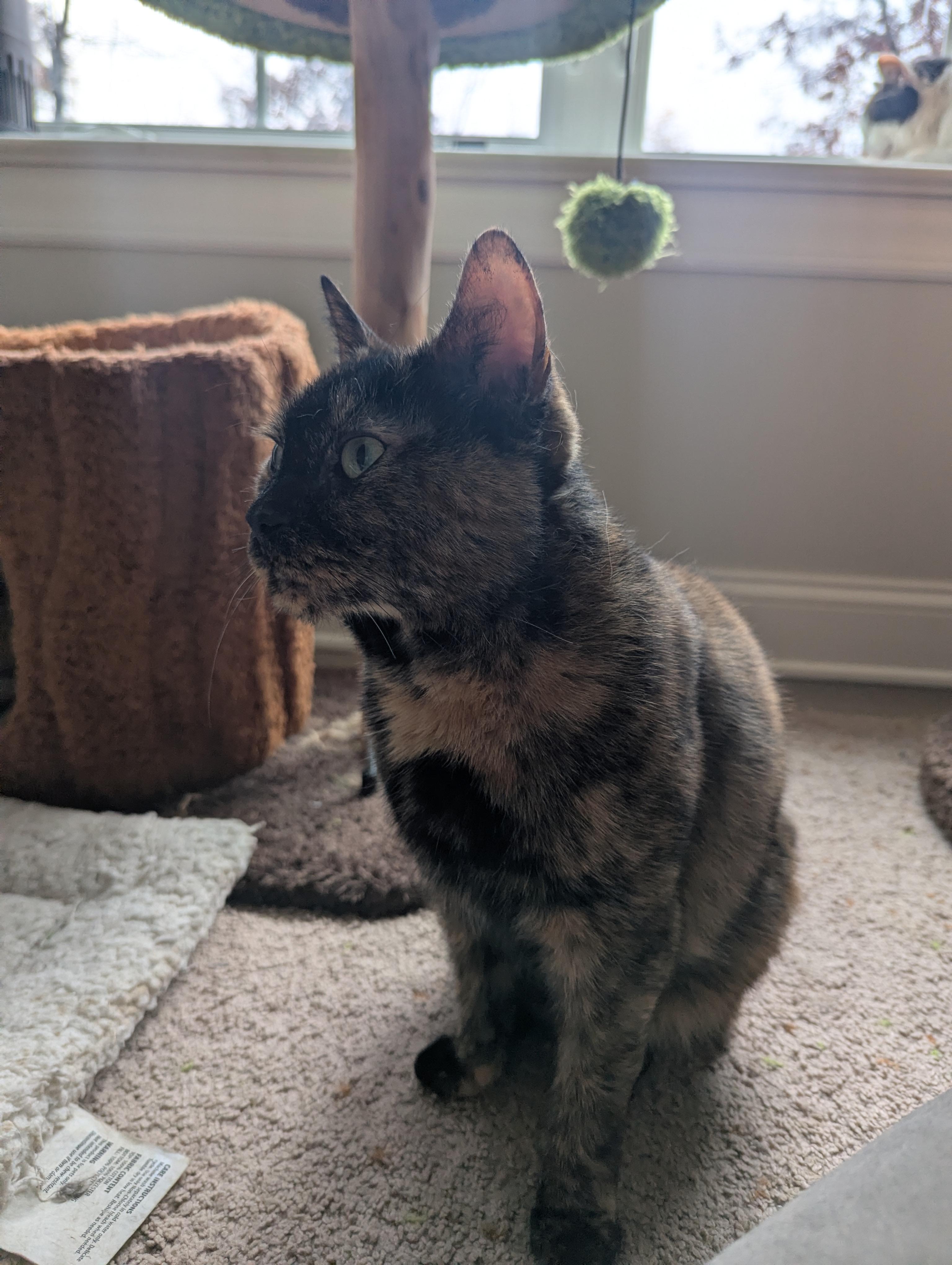 Missy, Adoptable, Adult Female Domestic Short Hair.