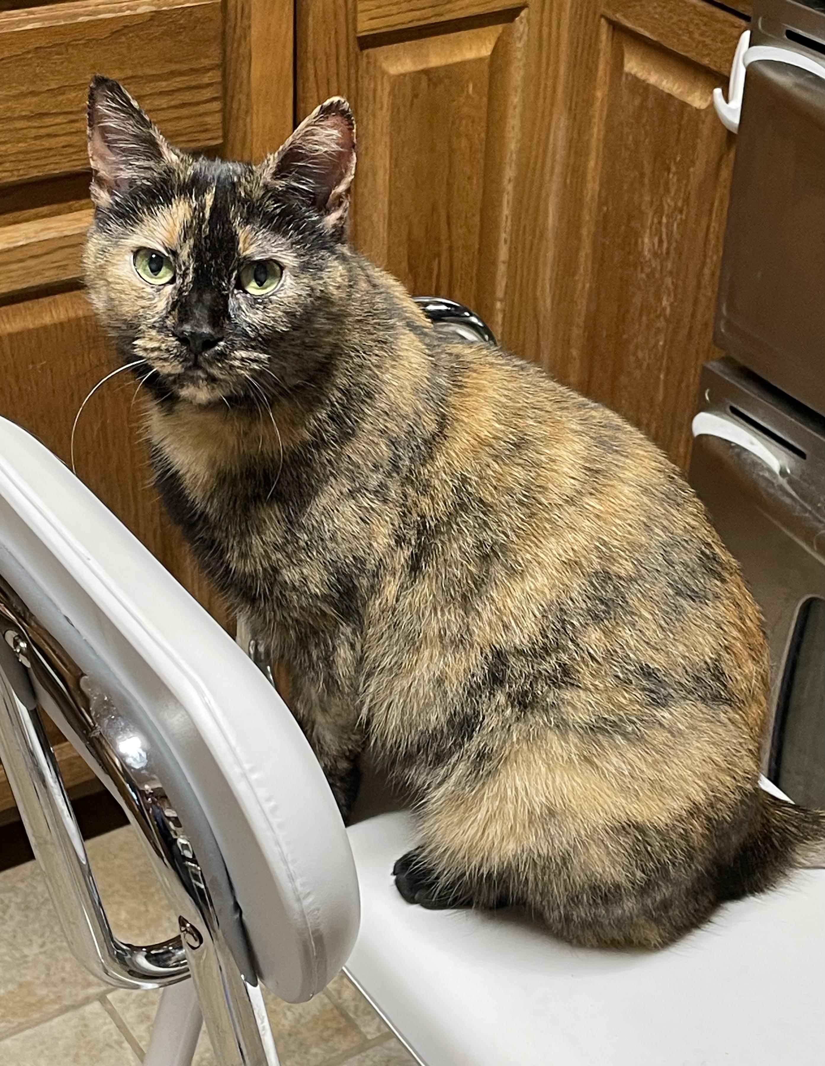 Missy, a Adoptable Domestic Short Hair in lititz, PA image 2/2