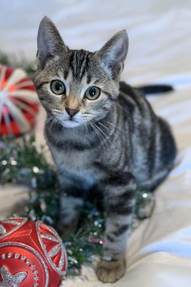 Enlarge Binx (female), a Adoptable mixed breed in Little Rock, AR image 1/5