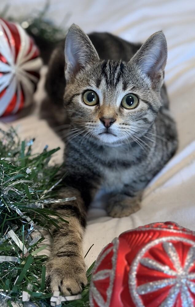 Enlarge Binx (female), a Adoptable mixed breed in Little Rock, AR image 2/5
